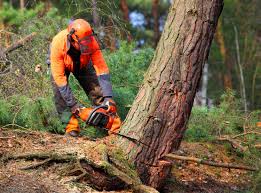 Best Grass Overseeding  in Footville, WI