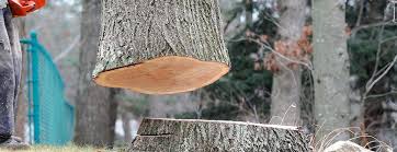 Best Tree Removal  in Footville, WI