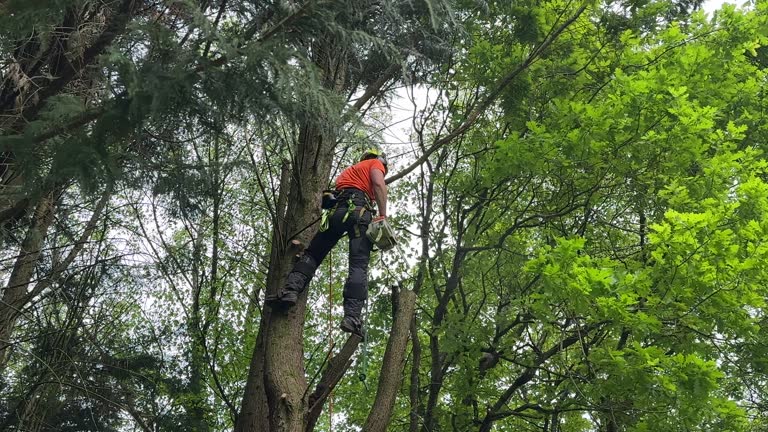 Best Utility Line Clearance  in Footville, WI