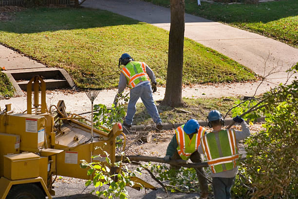 Best Tree Preservation Services  in Footville, WI