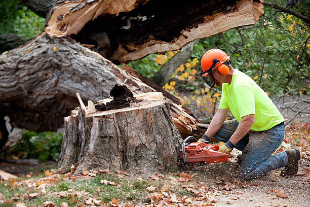 Best Pest Control for Lawns  in Footville, WI