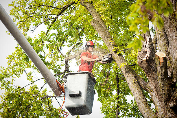 Best Stump Grinding and Removal  in Footville, WI
