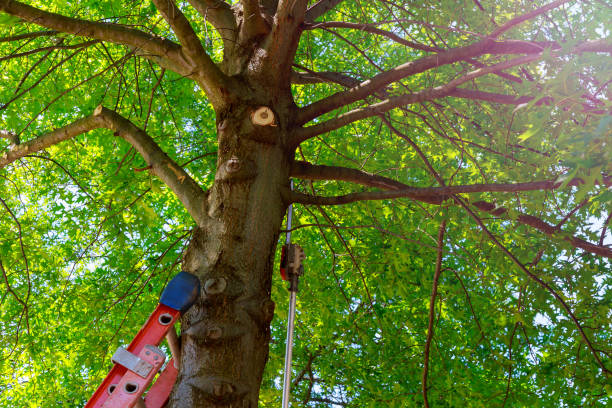 Best Hazardous Tree Removal  in Footville, WI